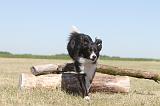BORDER COLLIE 185